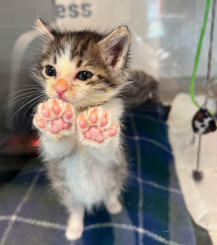 L’un des chatons de notre centre de néonatologie au travail a décidé de montrer ses haricots.