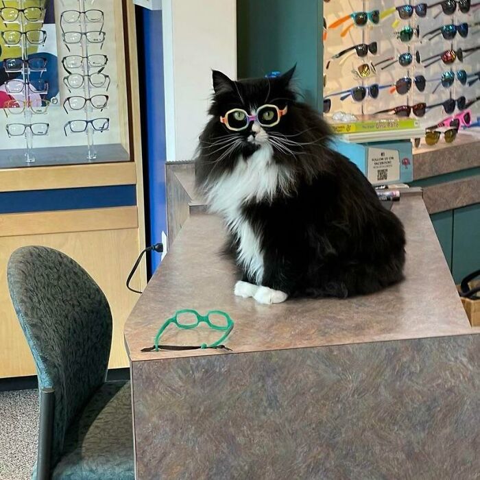 Voici Truffles. Elle travaille chez un optométriste pour enfants afin de les aider à se sentir mieux à l’idée de porter des lunettes.