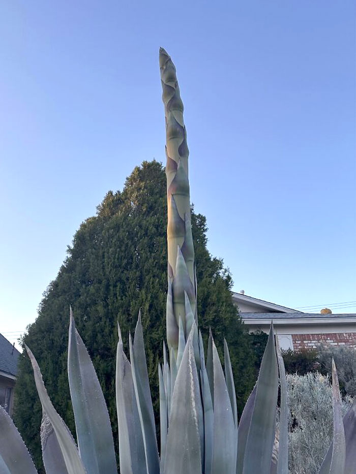 L’agave en fleurs de mon voisin ressemble à une asperge géante.