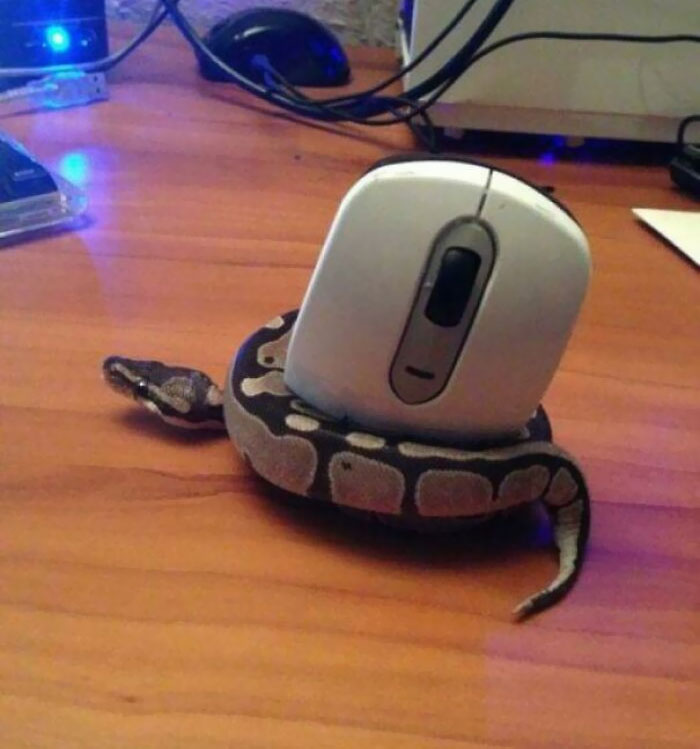 Un serpent a attrapé une souris. Il est un peu confus, mais il a compris l’esprit.