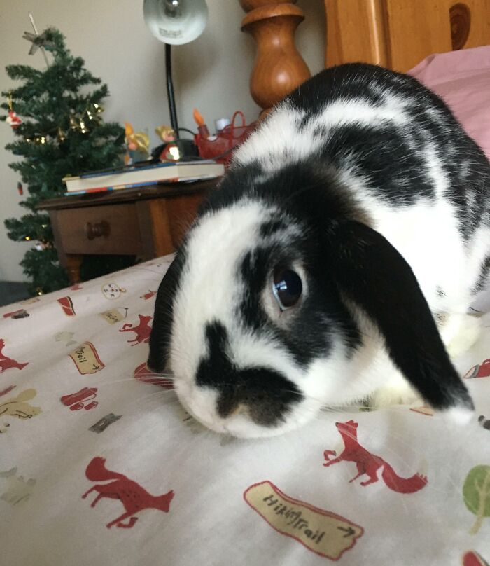 Le lapin de ma copine, Banjo, a un lapin plus petit sur le nez.