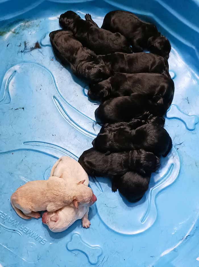 12 chiots fraîchement cuits