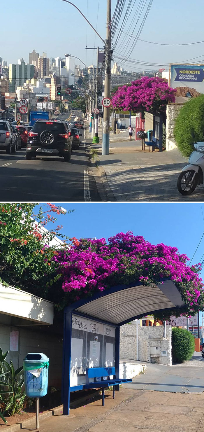 La nature a embelli cet endroit à campinas, são paulo, brésil.