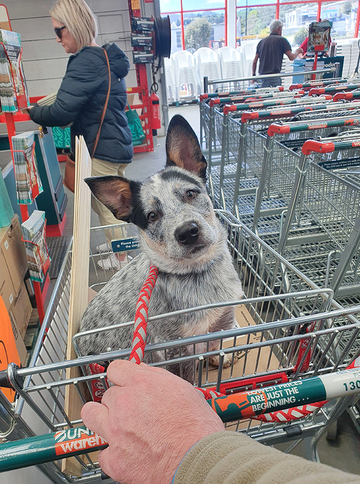 La première visite de Barney à Bunnings (une quincaillerie en Australie). Les chiens sont autorisés à visiter le magasin s’ils restent dans le chariot.