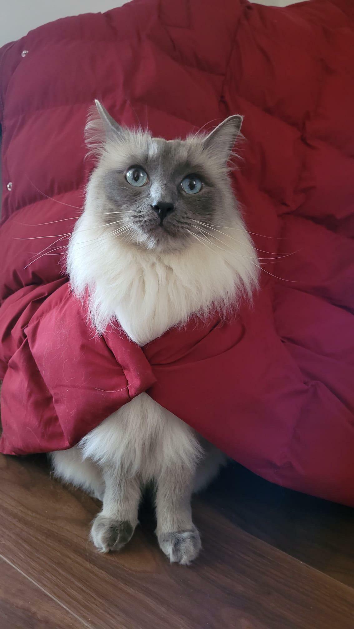 Il aime s’asseoir sous le manteau et aujourd’hui, il a passé la tête par les boutons. Un prince royal.