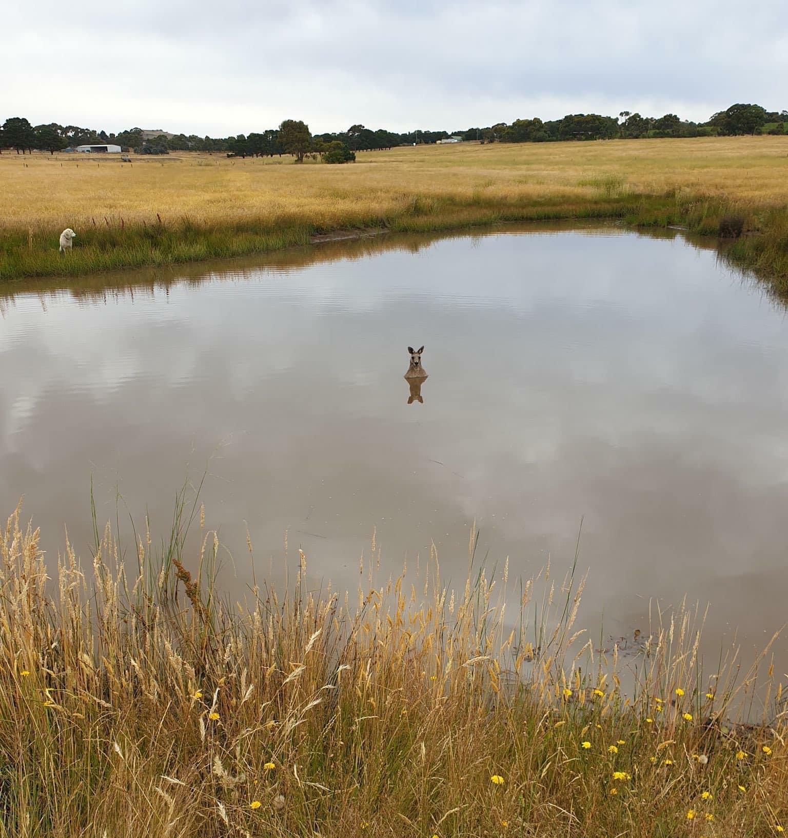 Lorsqu’un kangourou se sent menacé, il s’immerge jusqu’à la poitrine dans une étendue d’eau pour attirer la menace, puis il la noie férocement en lui maintenant la tête sous l’eau et en la mordant jusqu’à ce qu’elle ne puisse plus se débattre.