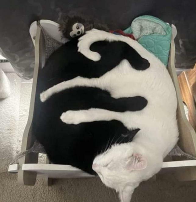 deux chats qui font du ying-yang ?