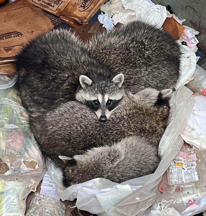 Ce matin, j’ai trouvé ce petit cœur dans la benne à ordures de mon travail.