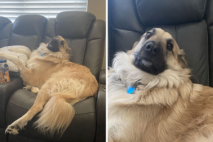 Ma chienne Charlie, ayant réussi son hold-up magistralement planifié sur mon siège, s’est exécutée dans les 30 secondes où je suis allée chercher mon café.