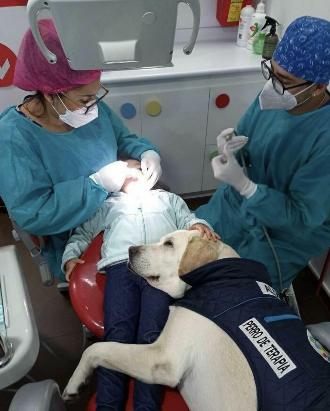 Un chien de soutien adorable qui réconforte les enfants chez le dentiste, ça n’a pas de prix.