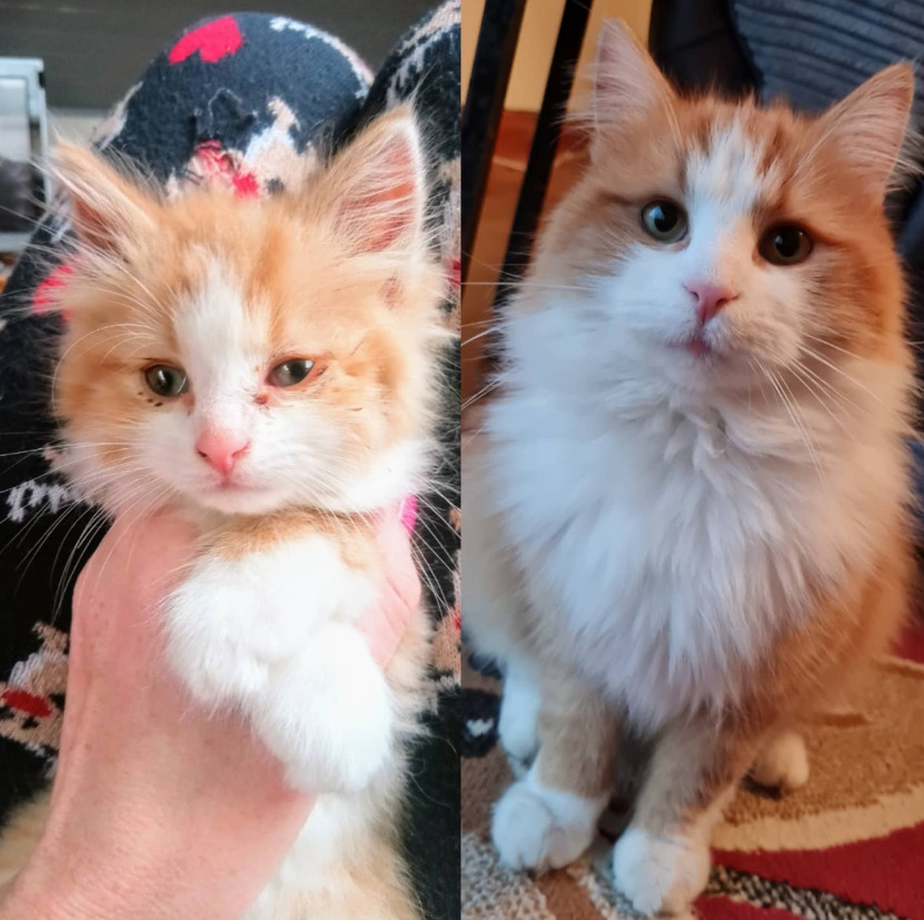 avant et après du chaton au chat