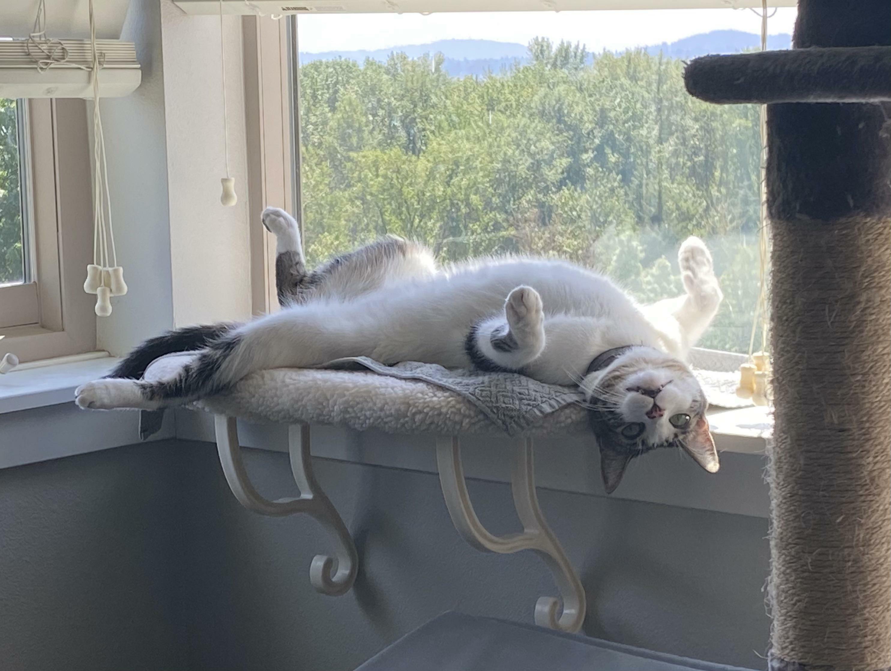 wfh, regarde par-dessus pour voir cet énergumène