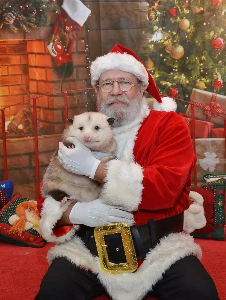 Voici un opossum qui rencontre un père Noël