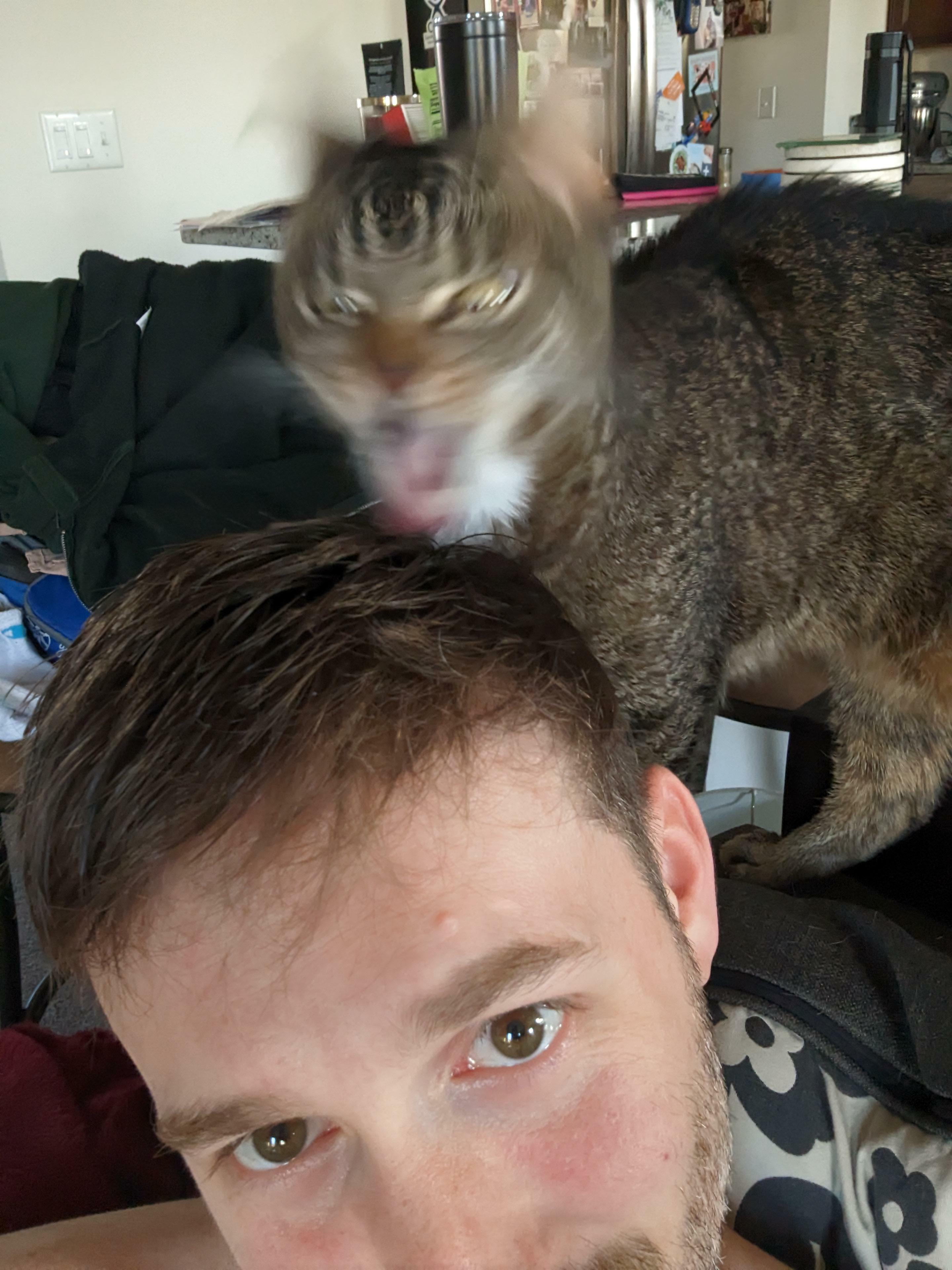 mon chat n'aime pas mon shampooing