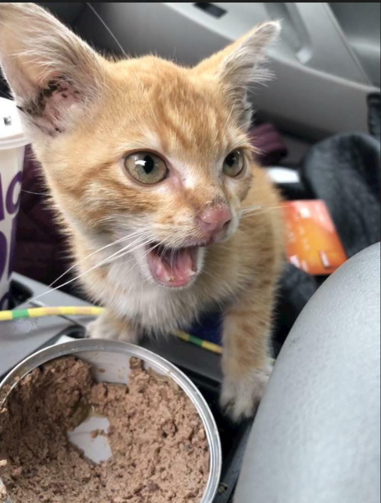 J’ai trouvé un chaton dans mon moteur et il a des choses à dire.