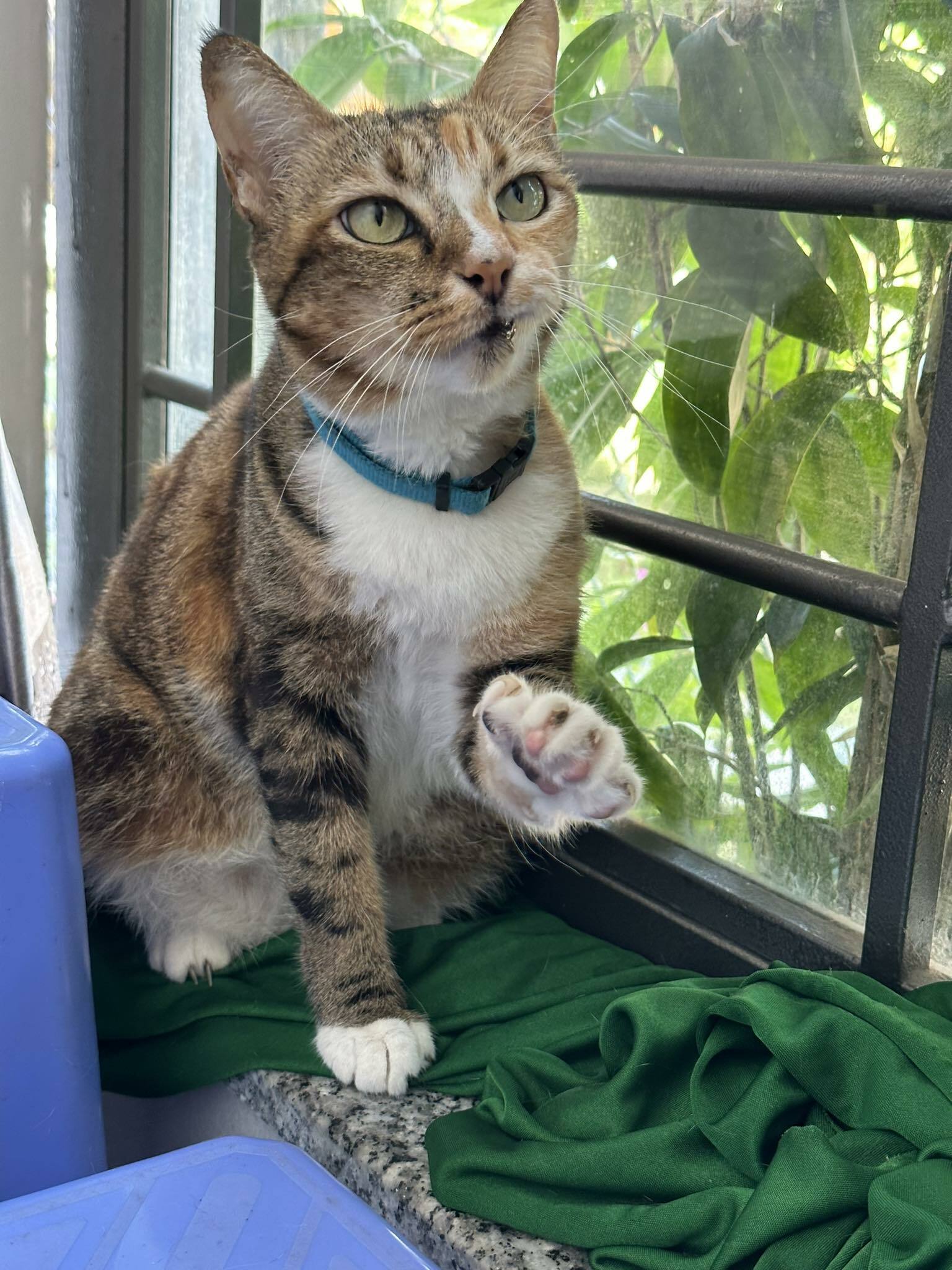 chat refuse poliment d’être caressé