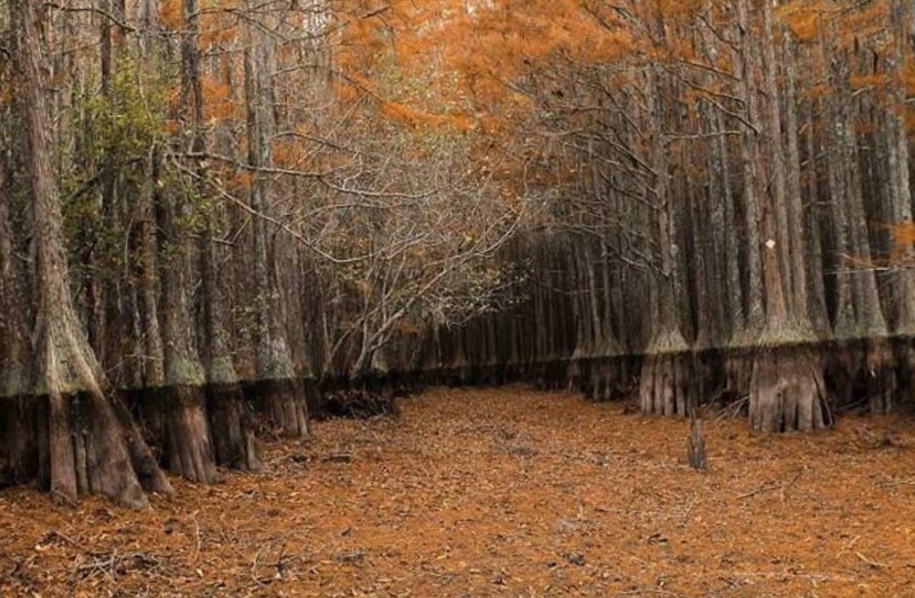 Un marais asséché. Très joli mais un peu effrayant.