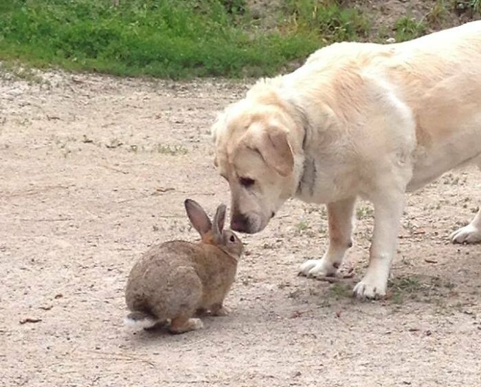 Depuis quelques semaines, un lapin sauvage vient chez mes parents. Il devient de plus en plus courageux et hier, il a rencontré leur chien.