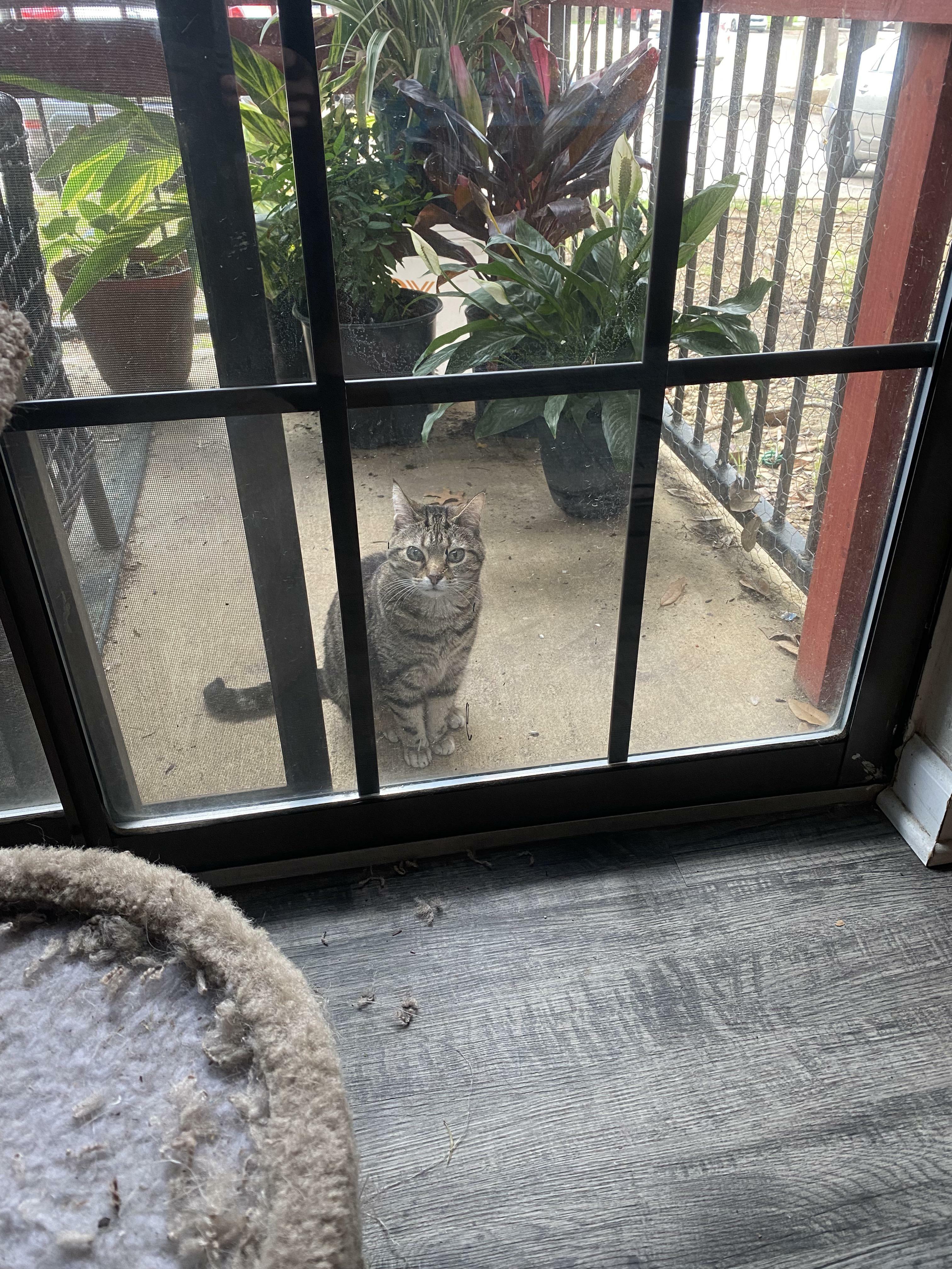 Le chat adore être dehors et regarder à l'intérieur. J'ouvre la porte, il refuse. Je le fais entrer, il pleurniche pour sortir. J'imagine que Janet aime la perspective voyeuriste.