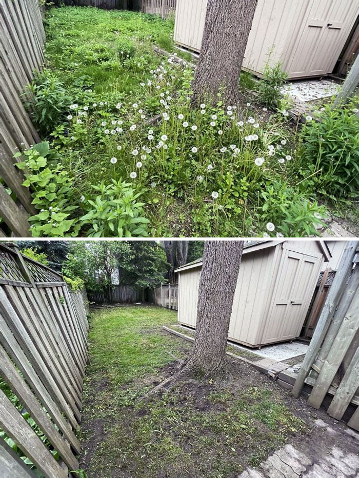 avant et après un jardin que j’ai nettoyé hier