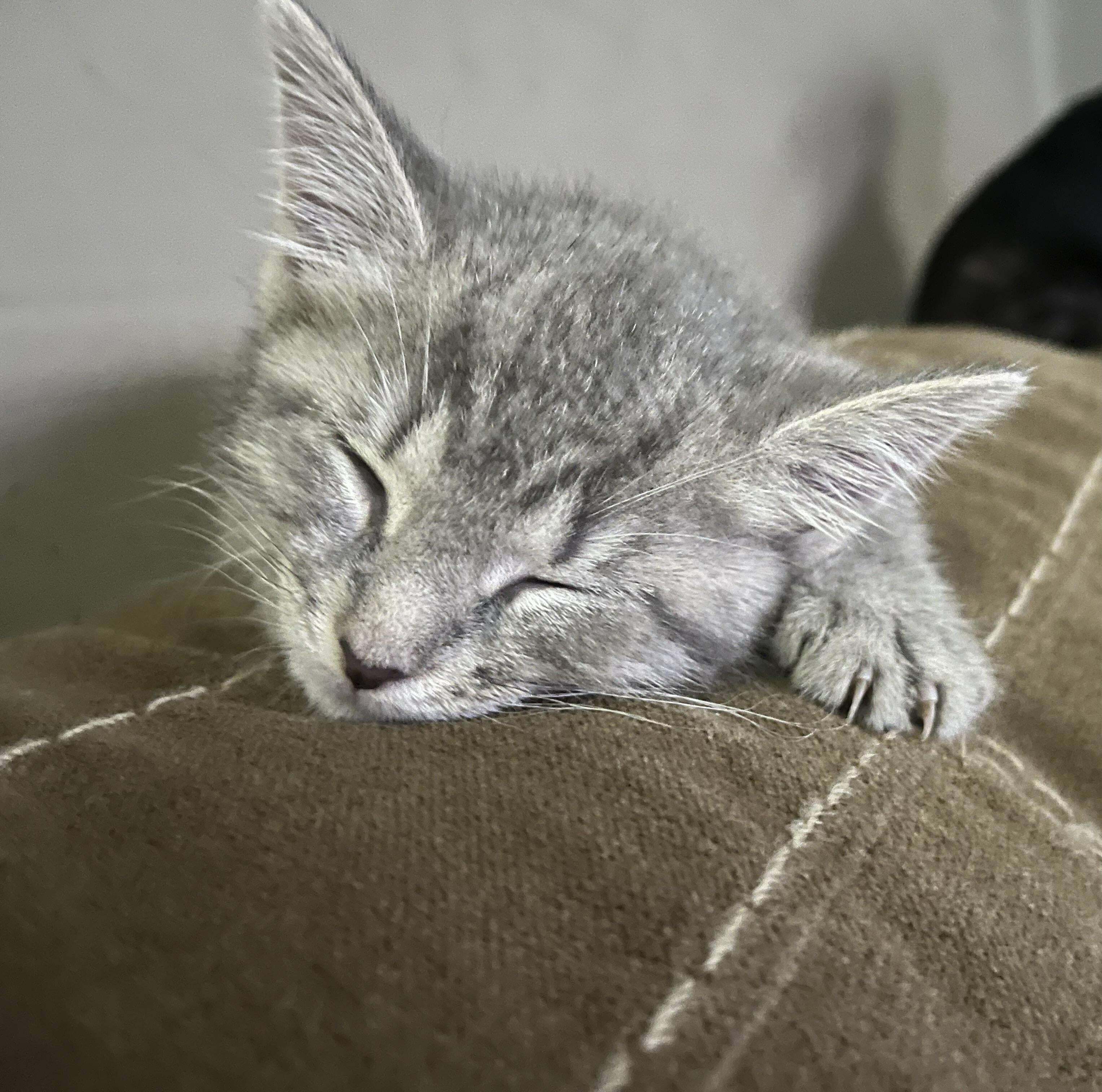 La première sieste du nouveau chaton dans sa nouvelle maison !