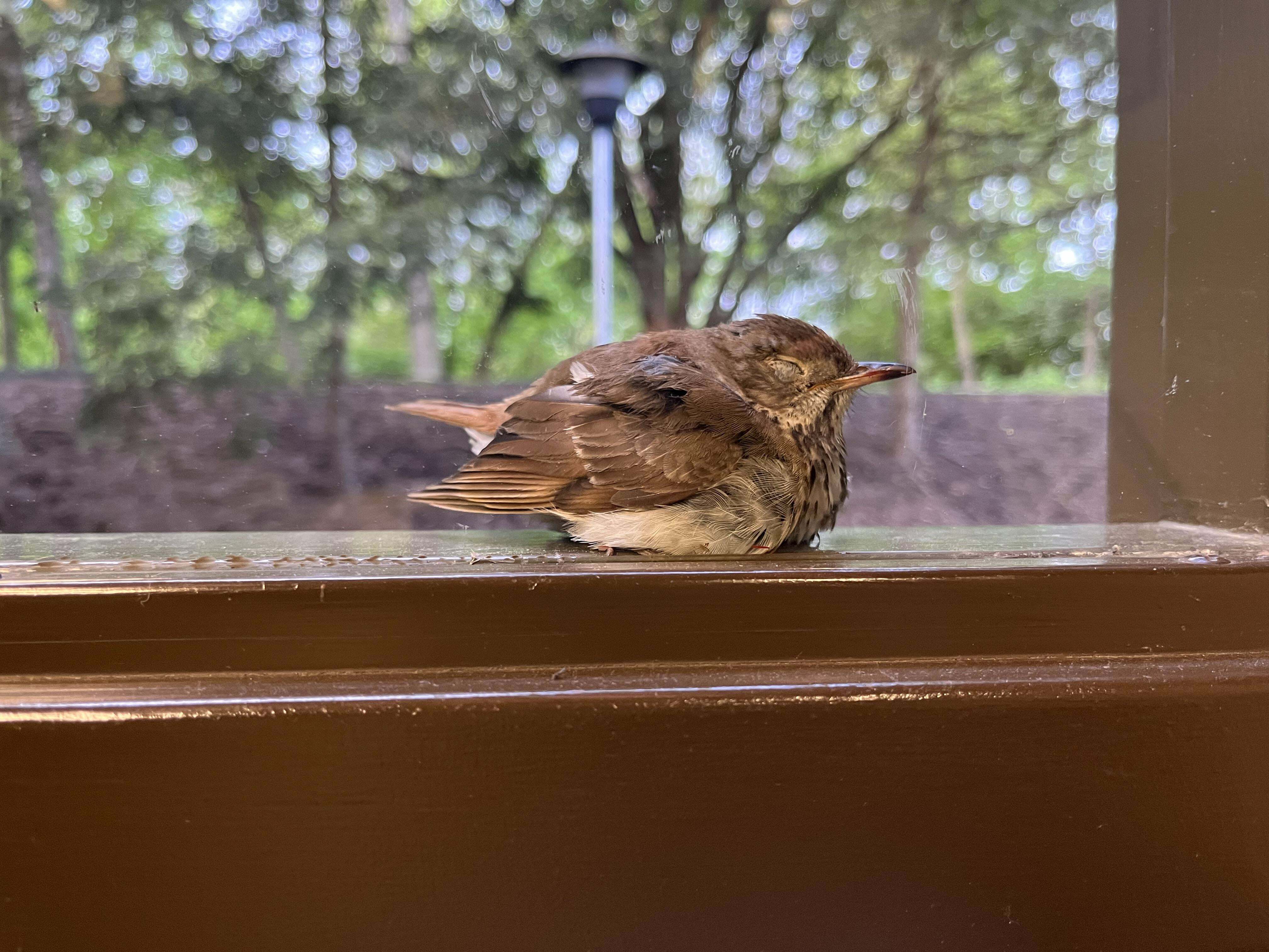 J'ai vu un oiseau endormi sur le rebord de la fenêtre quand je suis partie au travail tôt ce matin.