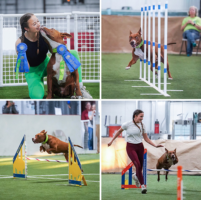 Après presque un an et demi d’entraînement, j’ai inscrit mon bully de sauvetage de 6 ans à sa première compétition d’agilité. il était le seul chien de type pitbull présent.