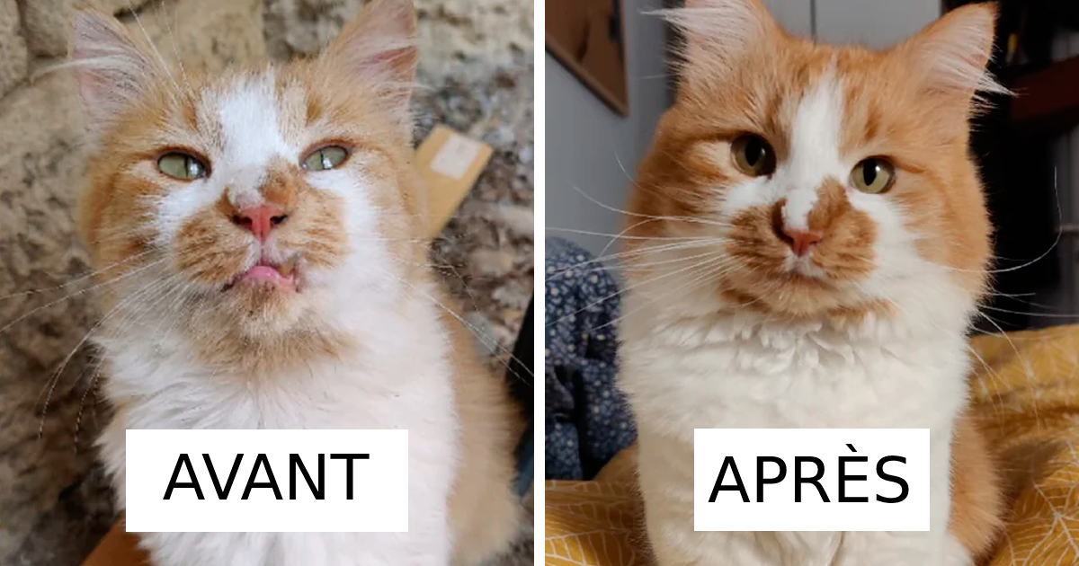 before-after-adoption-rescued-cats-pictures-fb20
