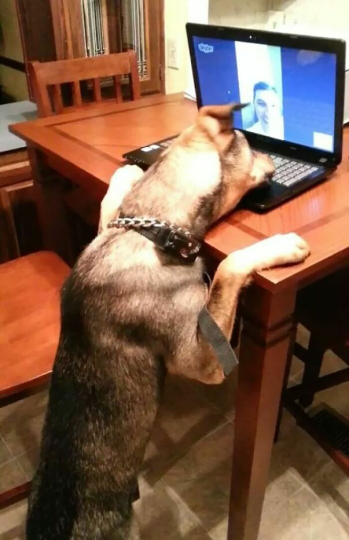 Mon frère est dans un autre état en ce moment à cause de son travail. Sa femme a décidé d’organiser un rendez-vous par skype pour lui et son chien.