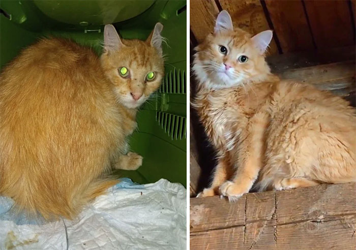 avant et après. toptyga chat que j’ai sauvé il y a 6 mois