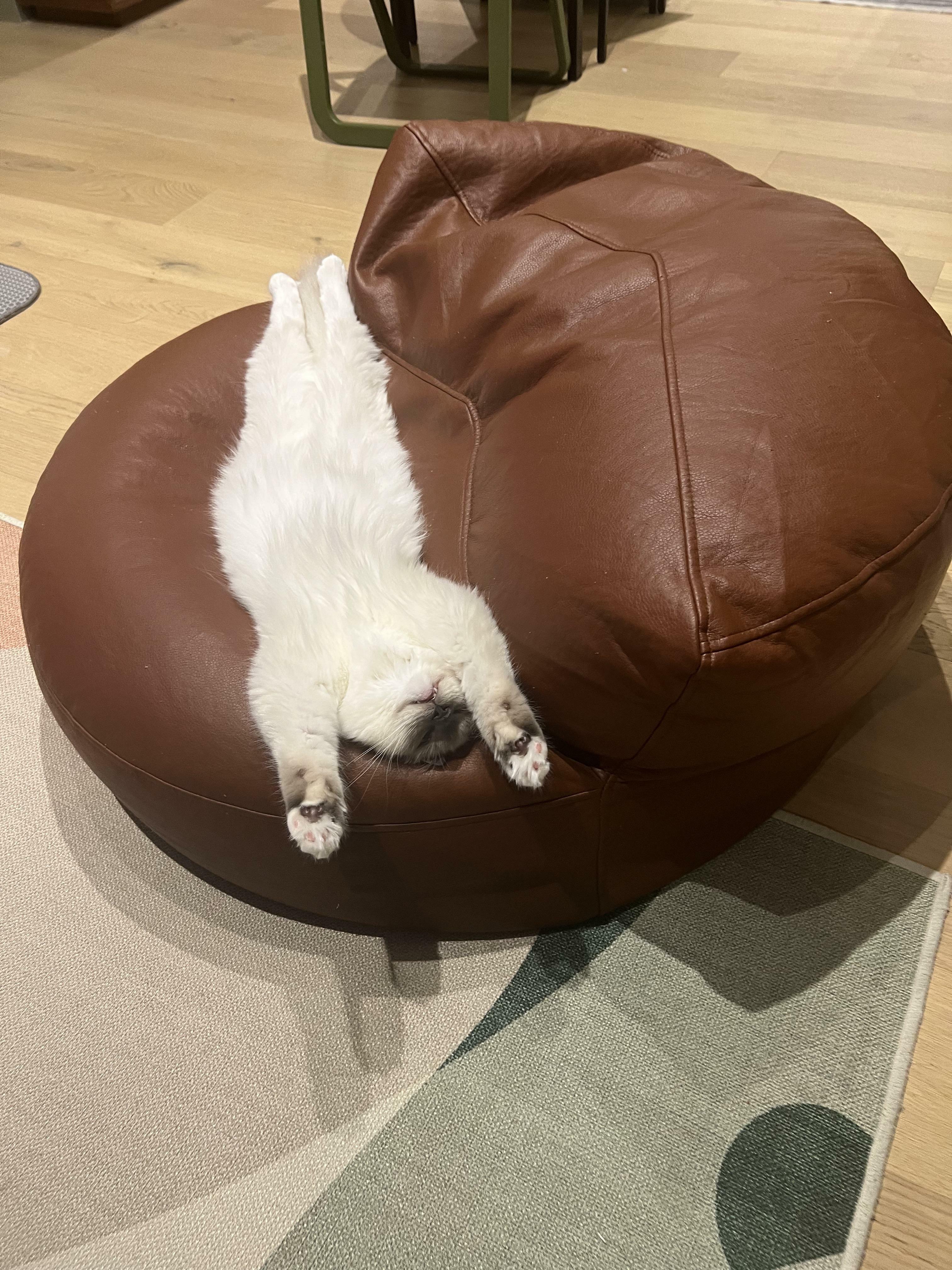 Le mode de couchage préféré de mon chat : le ventre en l'air et sur le sac en forme de haricot.