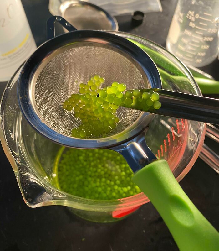 Les boules d’algues de mon laboratoire ont l’air délicieuses.