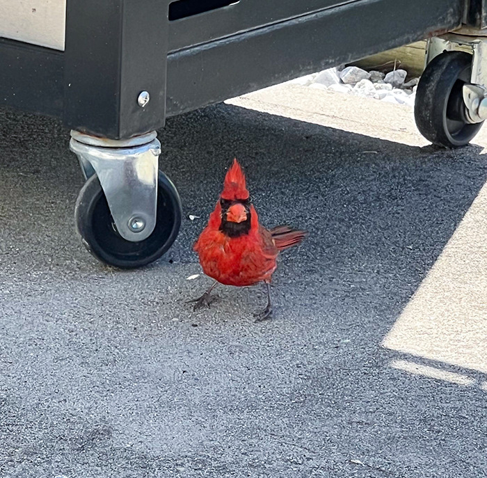 spike, mon ami cardinal est venu me rendre visite aujourd’hui