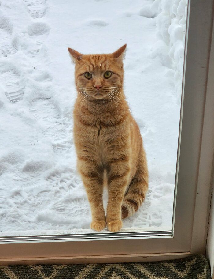 Toby s’est enfui tôt ce matin quand j’ai ouvert la porte pour sortir la poubelle. Il est de retour maintenant, et il a beaucoup de remords.