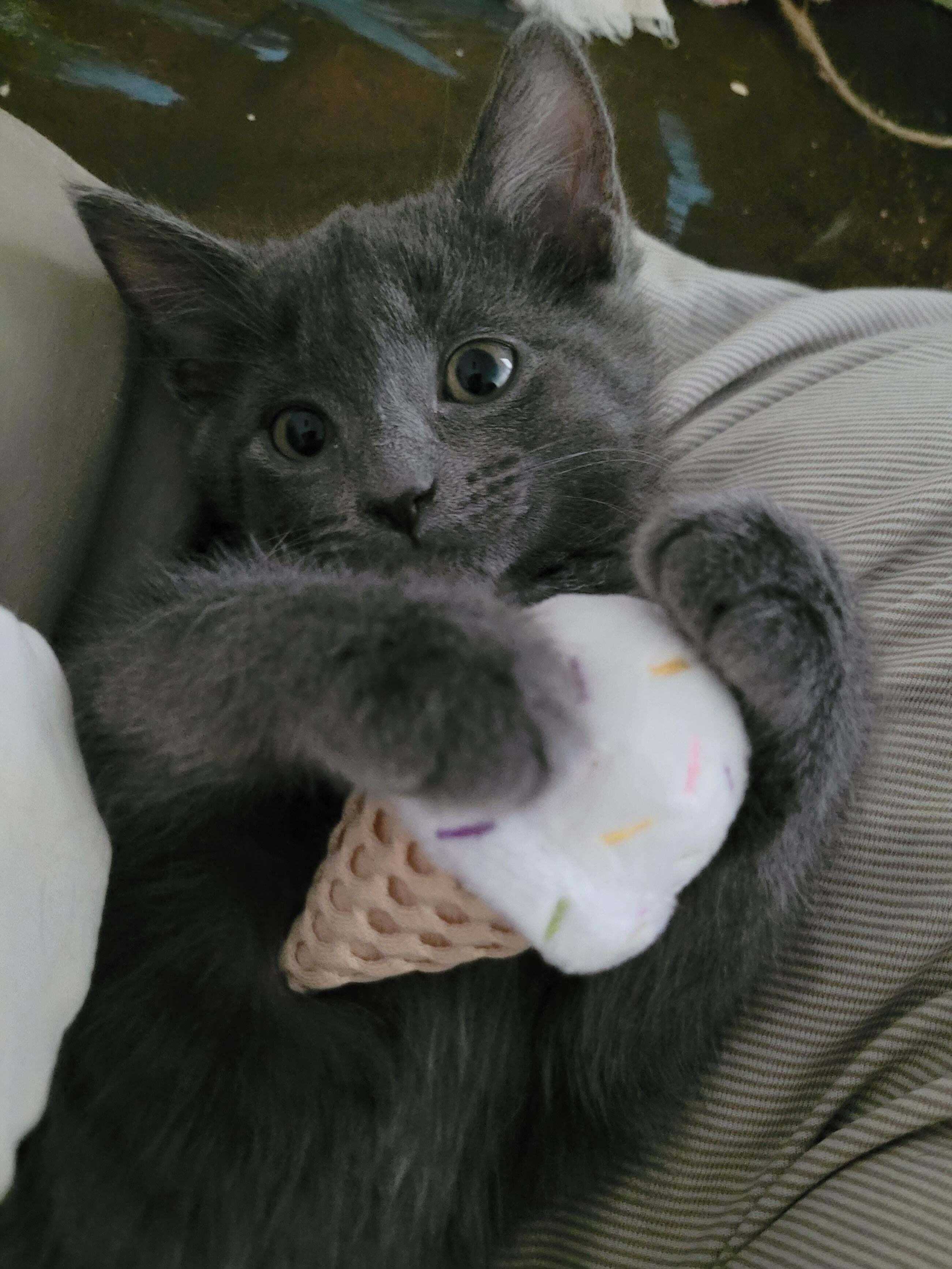 nouveau chaton et son jouet de crème glacée