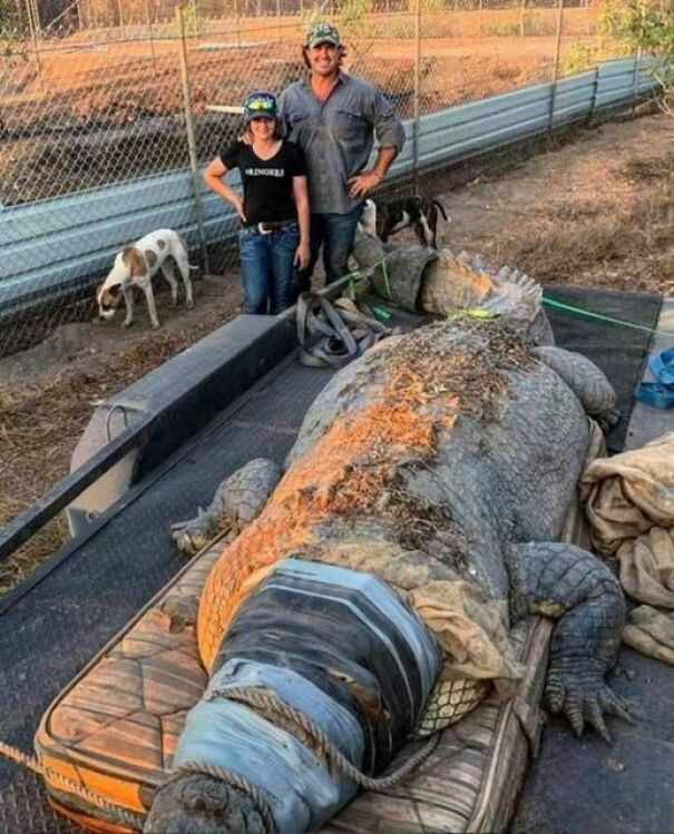 En Australie, on a attrapé un crocodile qui continuait à manger du bétail.