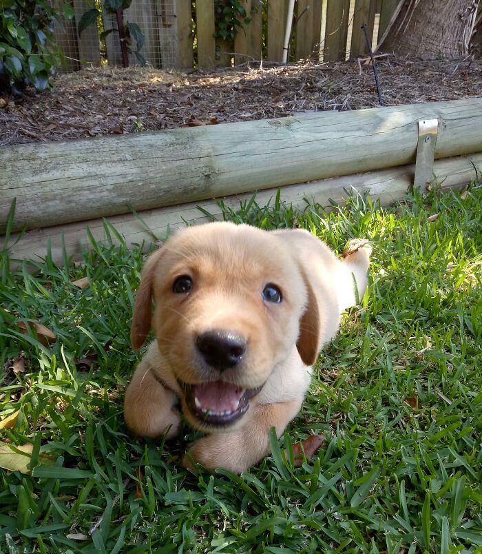 Voici Jake, il fait régner la terreur des chiots sur la vie de mes parents.