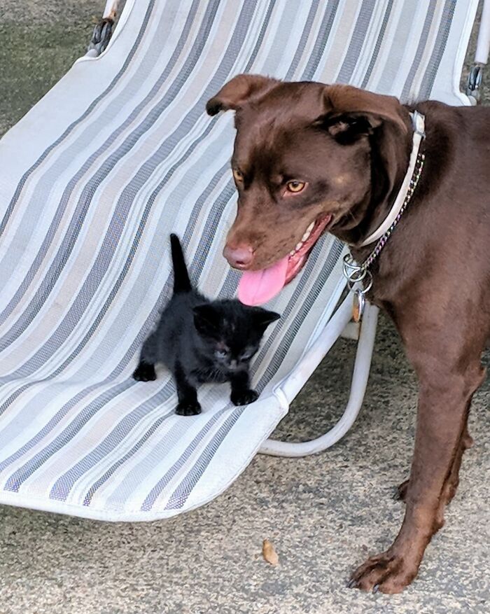 La chienne de mon amie a trouvé un chaton dans la cour, l’a ramené à l’intérieur dans sa gueule et l’héberge depuis. Personne n’a dit au chaton qu’il n’était pas encore un chien.