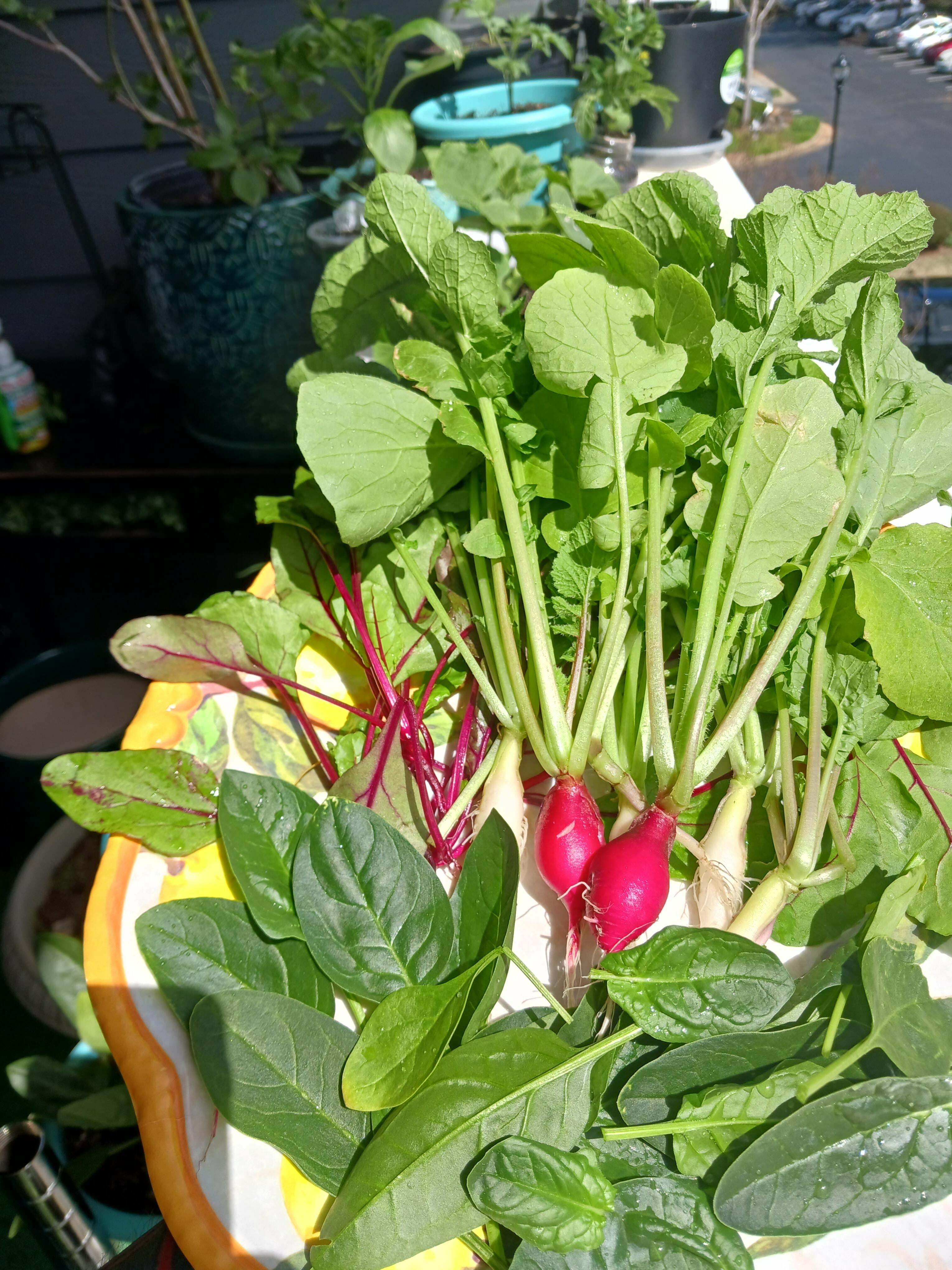 de la graine à la salade sur le balcon d'un appartement !