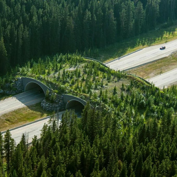 Projet de passage pour la faune de Banff, Banff, Alberta, Canada. Combinées à des clôtures pour éloigner les animaux de la route, les structures ont permis de réduire de plus de 80 % les collisions entre les animaux et les véhicules dans la région.