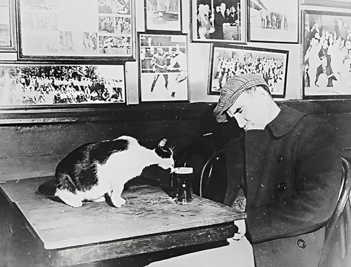 Un client du “Sammy’s Bowery Follies”, un bar du centre-ville, dort à sa table pendant que le chat résident lèche sa bière.