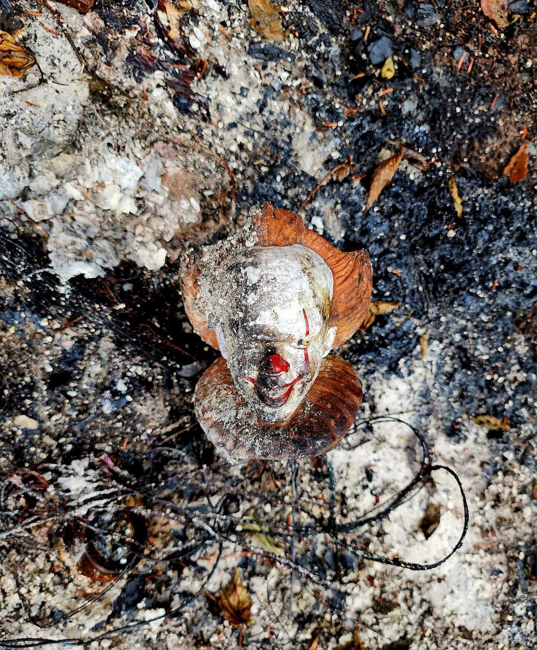 ton voisin a perdu sa remise dans l’incendie de forêt de tantallon. ce masque d’halloween était tout ce qu’il restait.