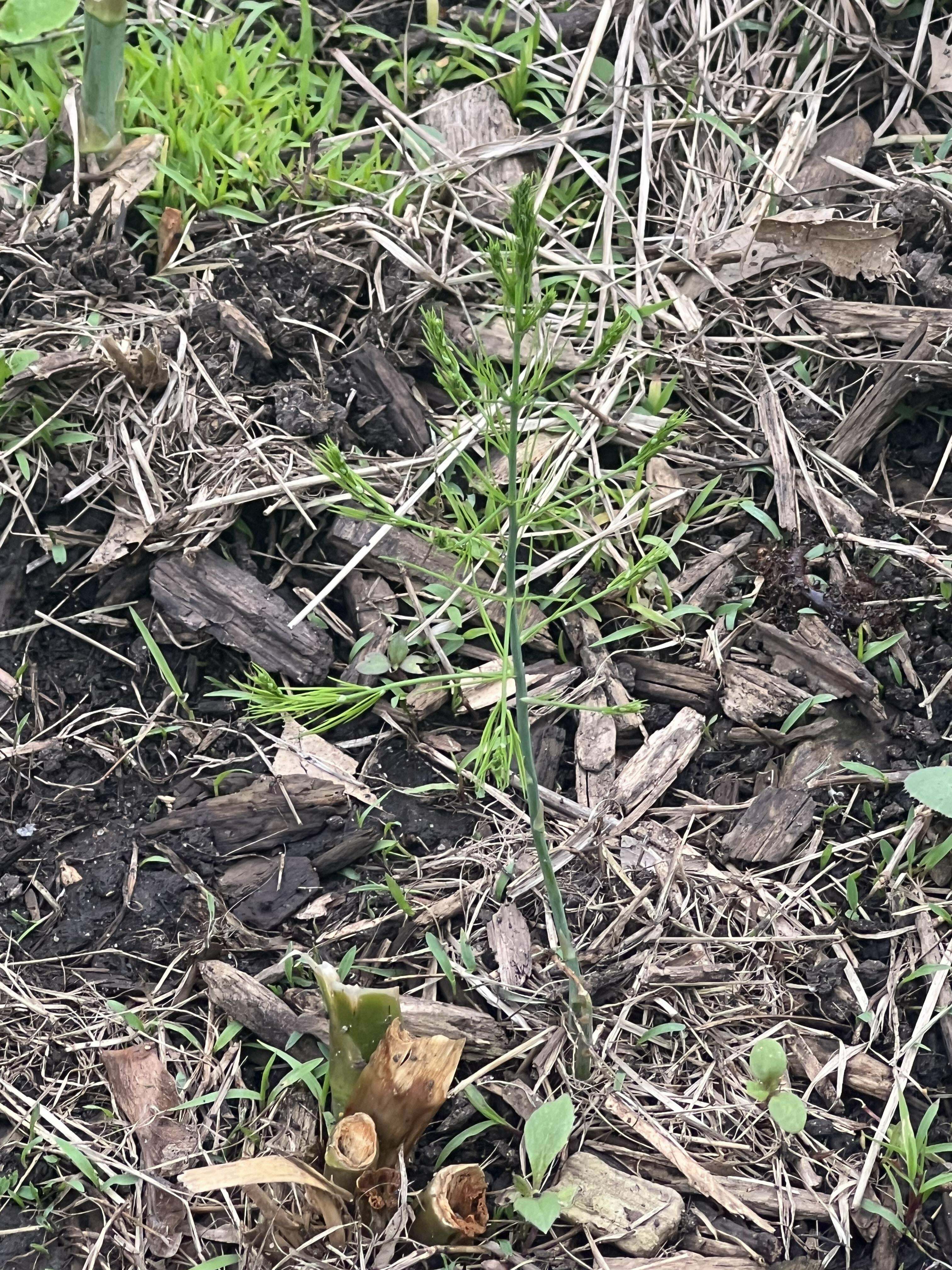 Cette puissante asperge s'assurera de transmettre ses gènes supérieurs.