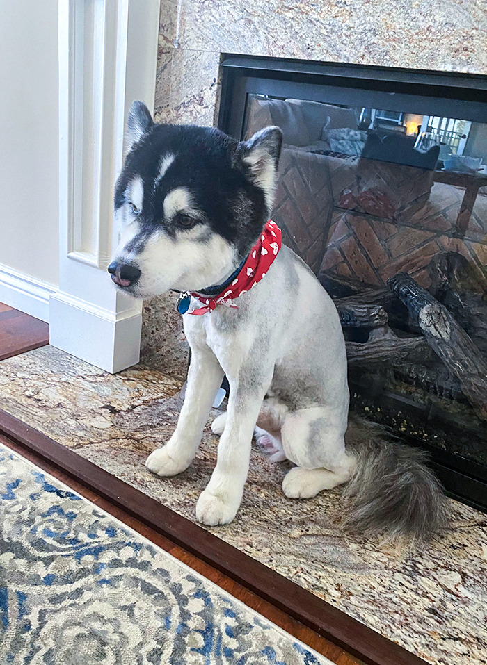 groomer shaved my woolly-coated husky when i only asked him to be “neatened” up