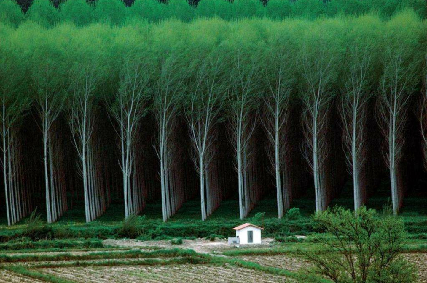 …la façon dont ces arbres sont alignés