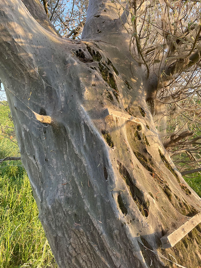 cet arbre étant entièrement recouvert de toiles de chenilles