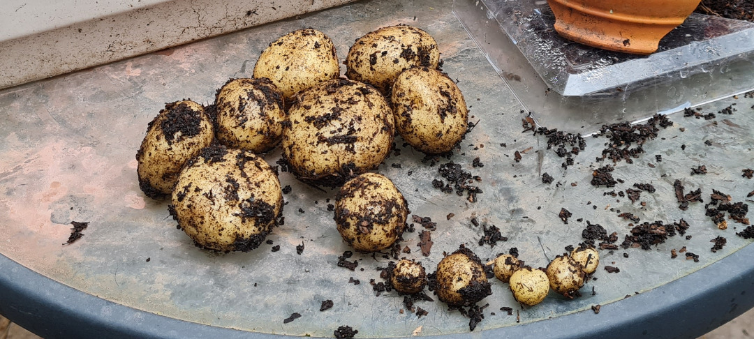 Oh, la grande récolte de pommes de terre de 2023. ils écriront des récits épiques longtemps dans l’avenir du triomphe horticole. dieu m’en est témoin, je n’aurai plus jamais faim !