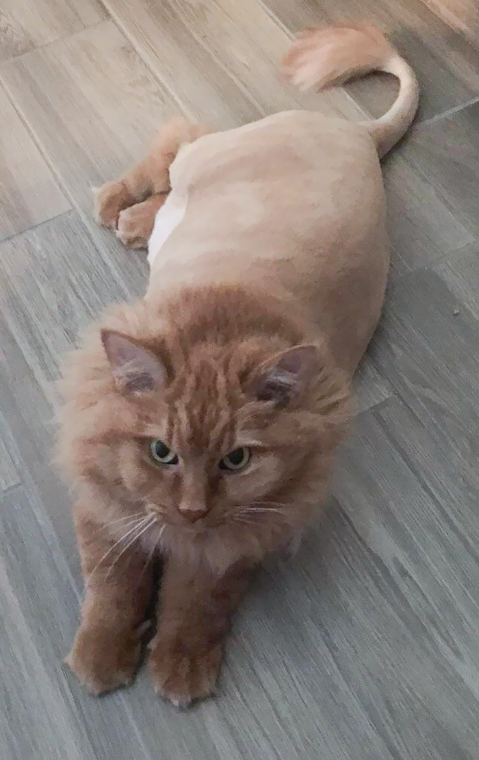 lazy orange cat gets a haircut