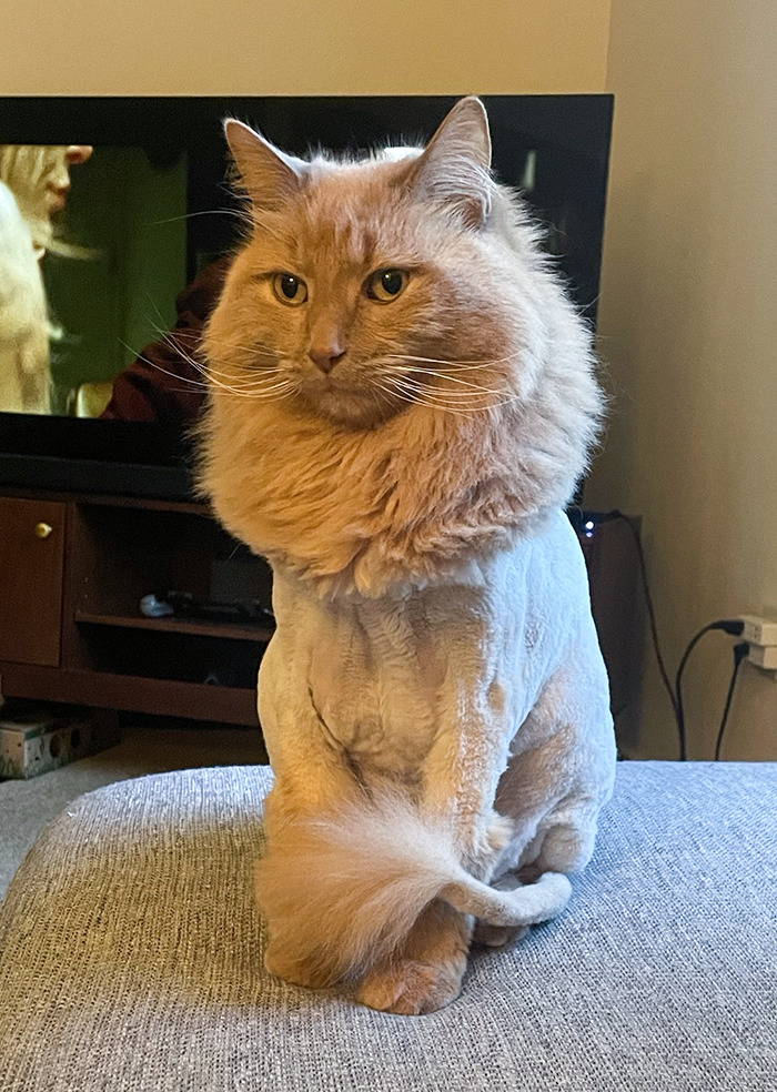 the groomer came for my orange one yesterday. summer “lion cut”