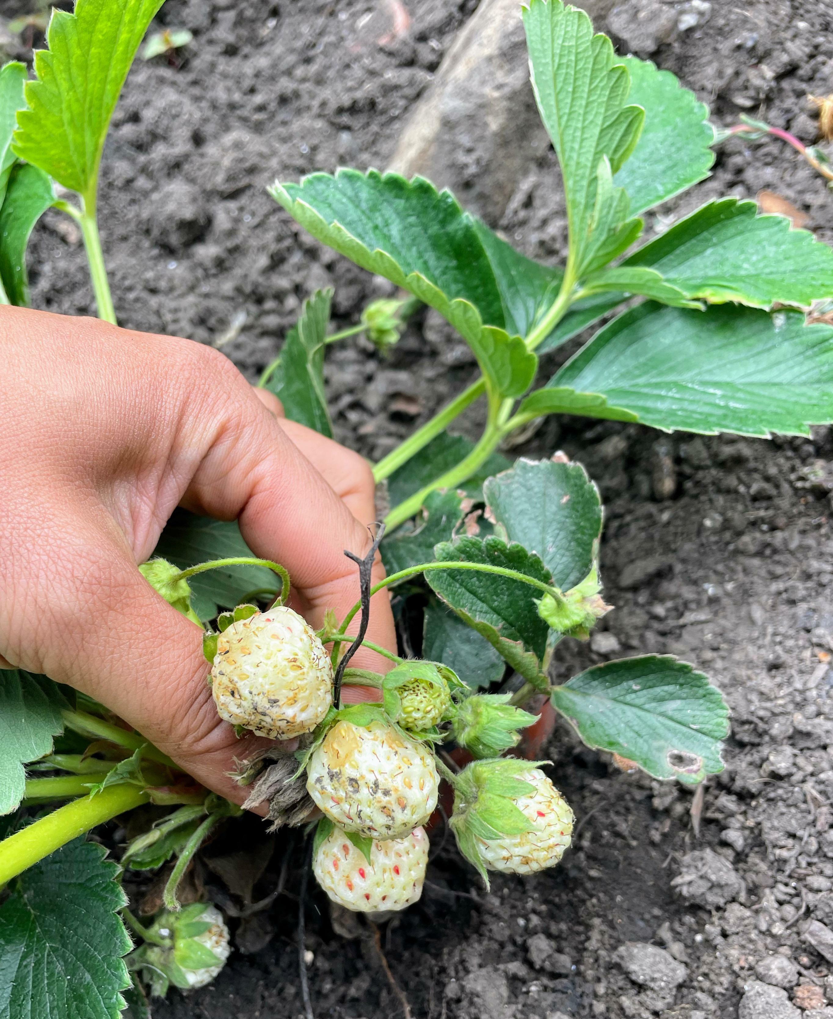 mon plant de pin se sent généreux après 3 ans